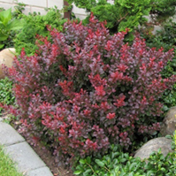     Berberis thunbergii Atropurpurea Nana